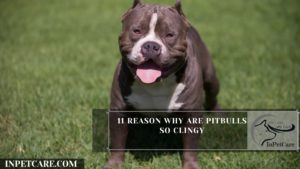 11 Reason Why Are Pitbulls So Clingy