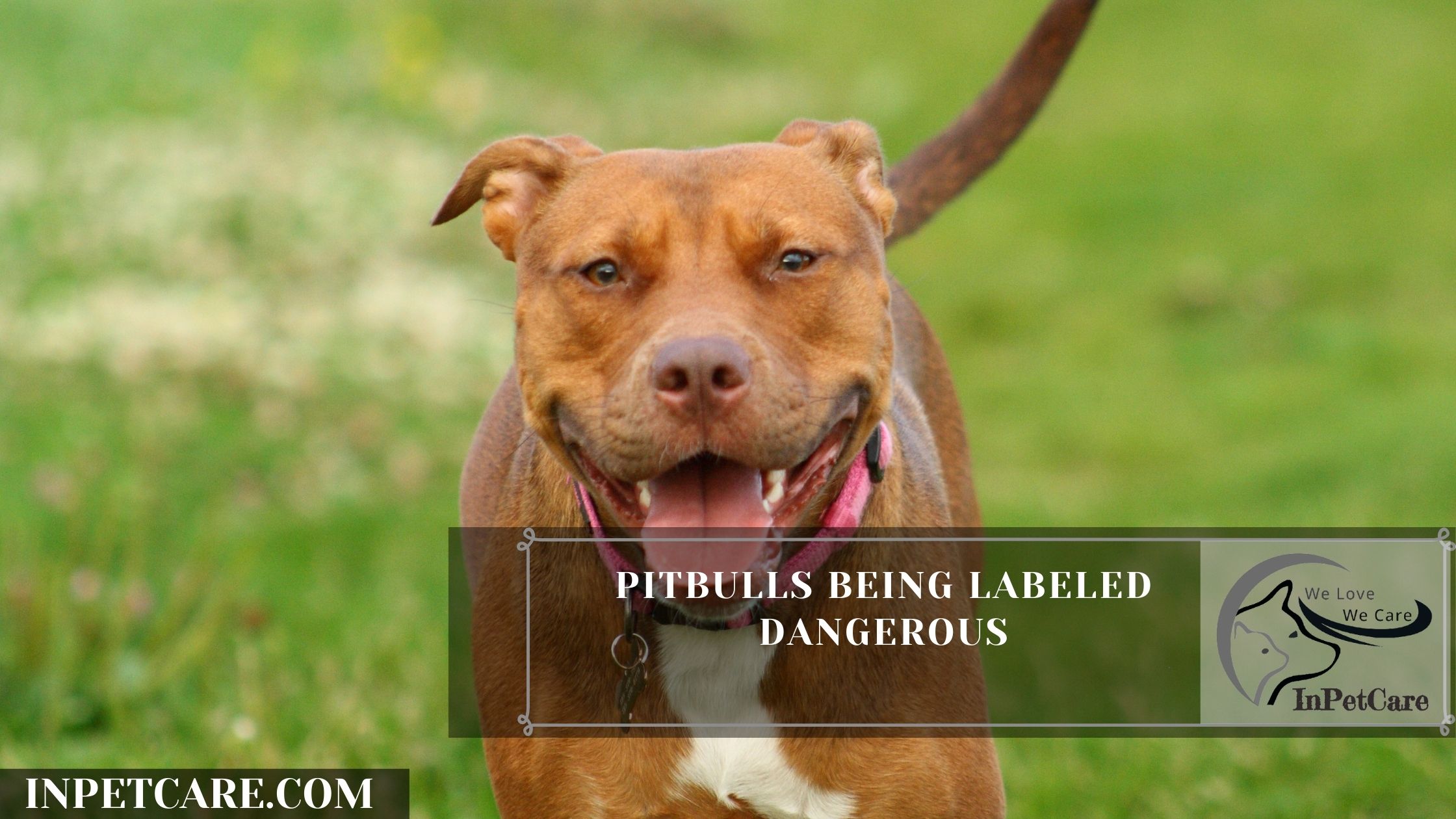 Pitbulls Being Labeled Dangerous