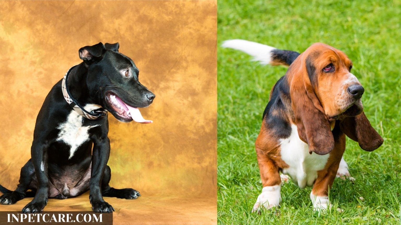 Pitbull Basset Hound Mix A Complete Guide (With Pictures)