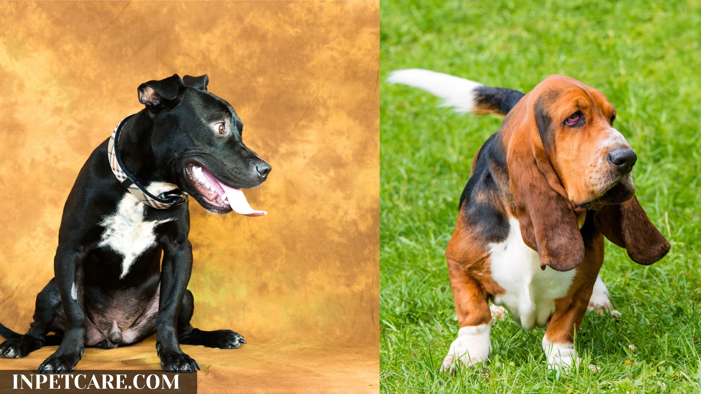 Pitbull Basset Hound Mix: A Complete Guide (With Pictures)
