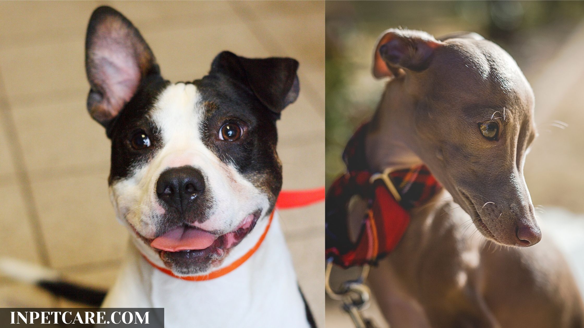 Pitbull Italian Greyhound Mix: A Greybull Guide (+Pictures)