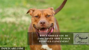 When Should You Be Concerned About Your Pitbulls Clingyness?