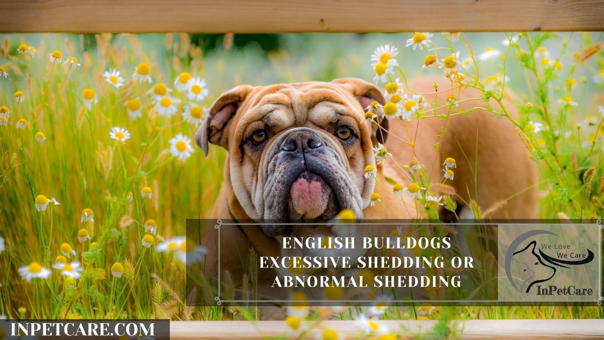 Do English Bulldogs Shed? (Tips To Control Its Shedding)