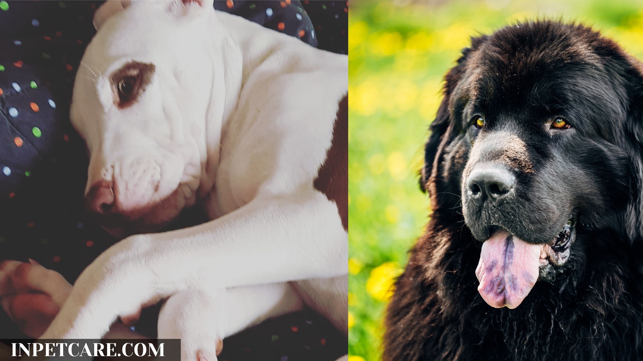 Pitbull Newfoundland Mix: A Complete Guide (With Pictures)