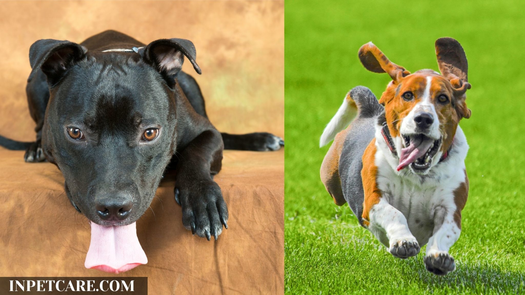 Pitbull Basset Hound Mix A Complete Guide (With Pictures)