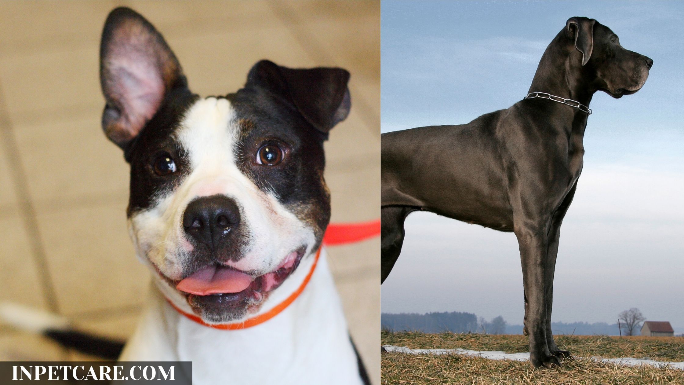 Pitbull Great Dane Mix: A Danebull Guide (With Pictures)