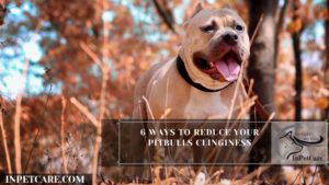 6 Ways To Reduce Your Pitbulls Clinginess