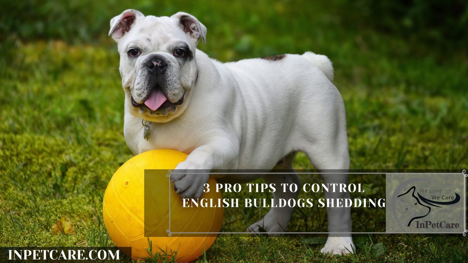 Do English Bulldogs Shed? (Tips To Control Its Shedding)