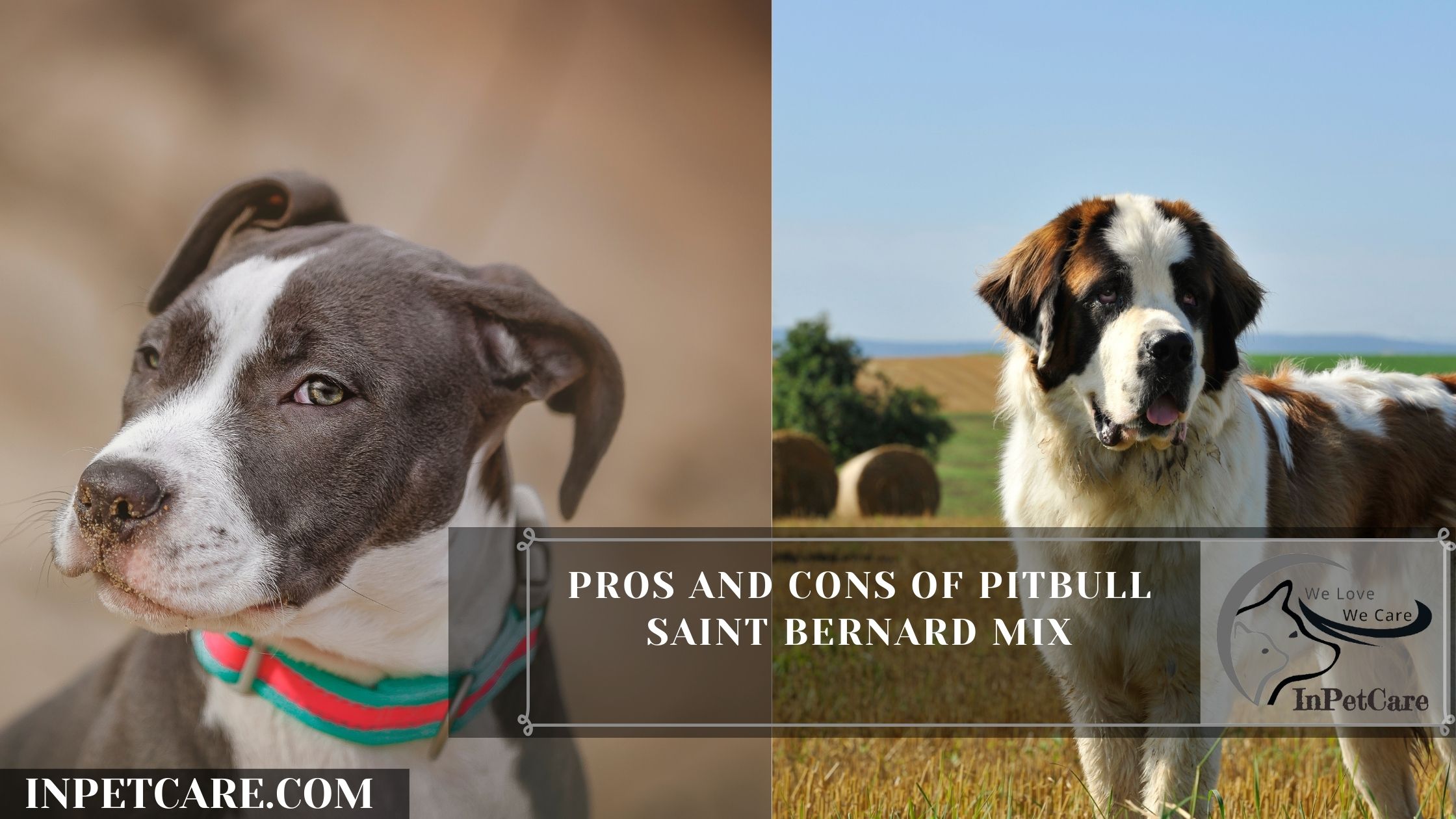 Pros And Cons Of Pitbull Saint Bernard Mix