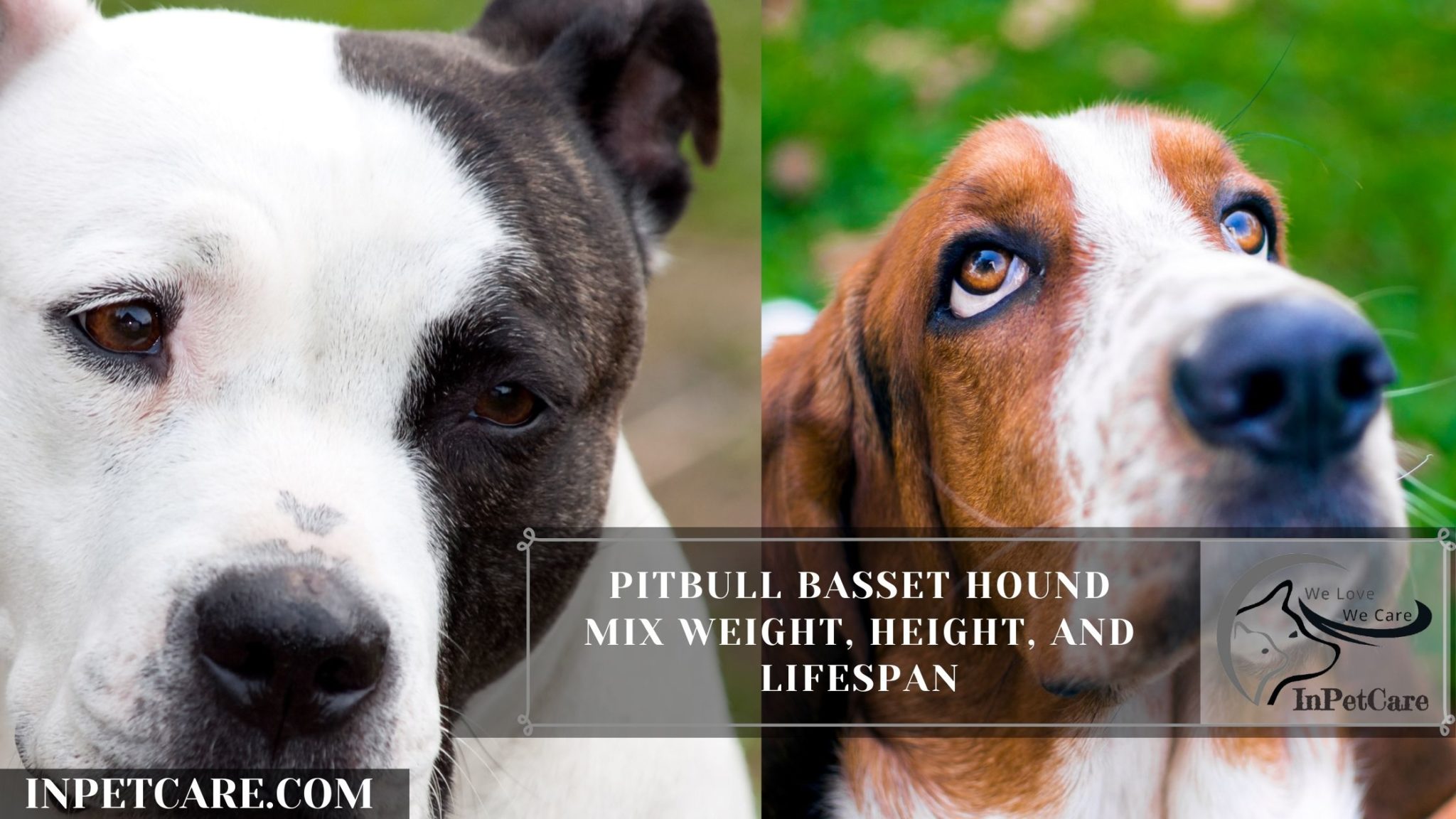 Pitbull Basset Hound Mix A Complete Guide (With Pictures)