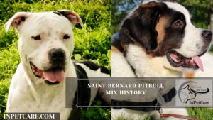 Saint Bernard Pitbull Mix History