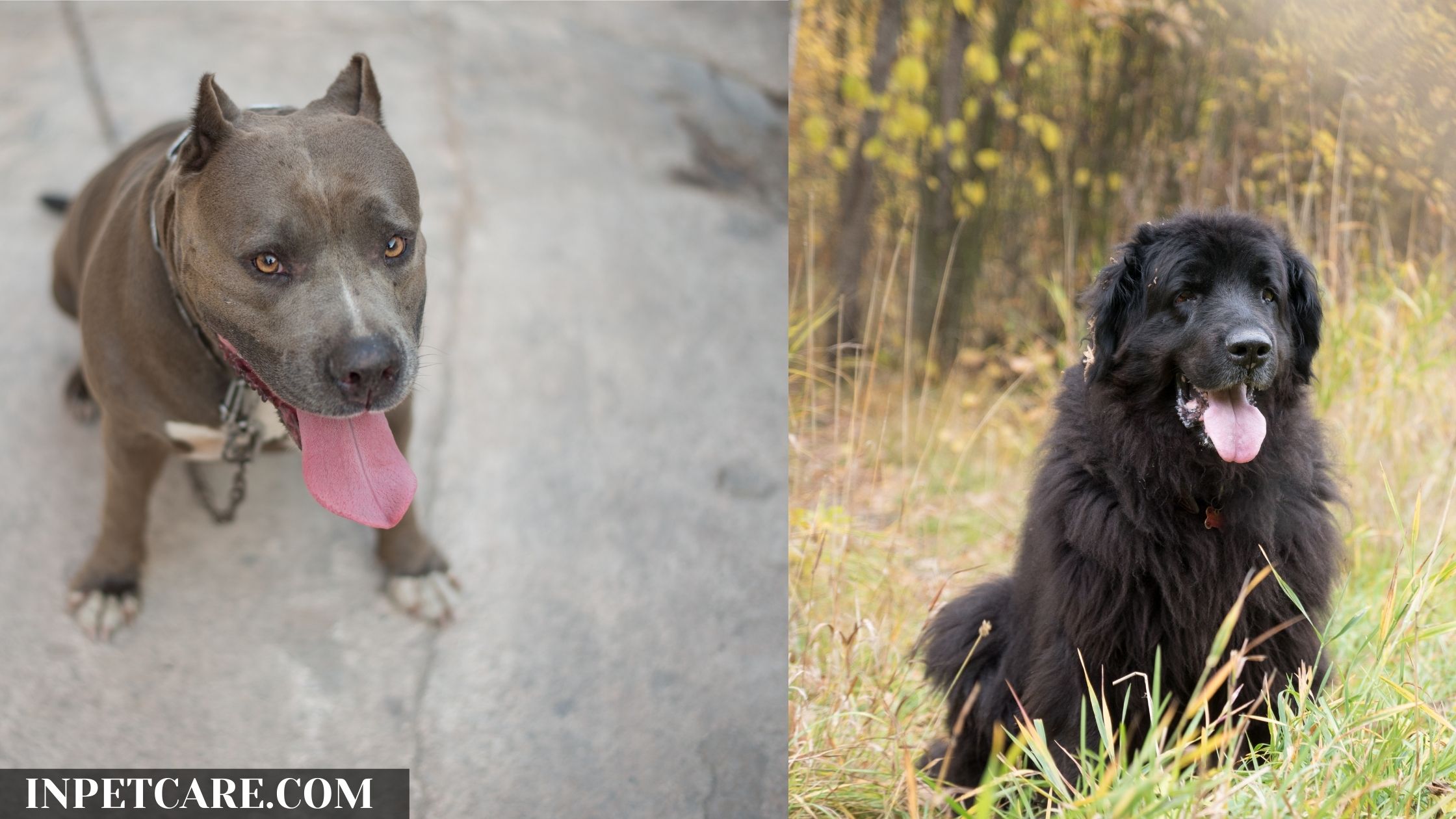 Pitbull Newfoundland Mix: A Complete Guide (With Pictures)