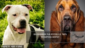 Bloodhound Pitbull Mix Temperament