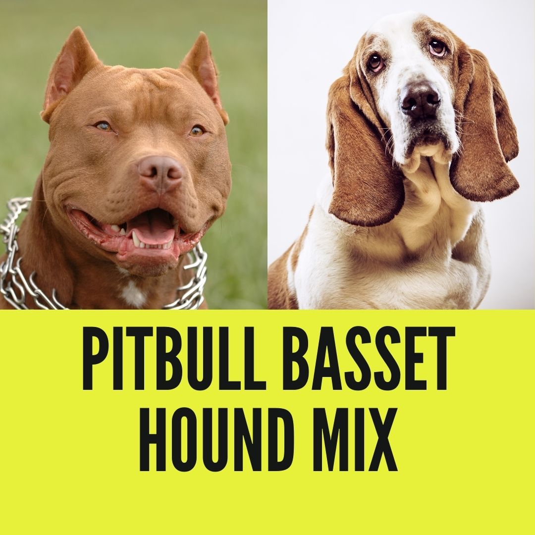 Pitbull Basset Hound Mix