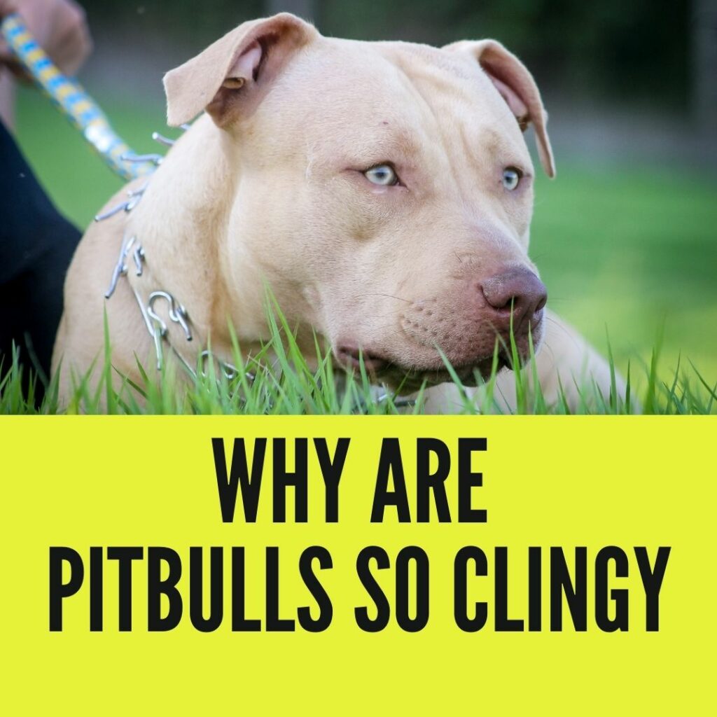 Why Are Pitbulls So Clingy
