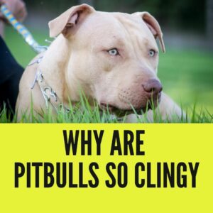 Why Are Pitbulls So Clingy? (6 Ways To Reduce Such Behavior)