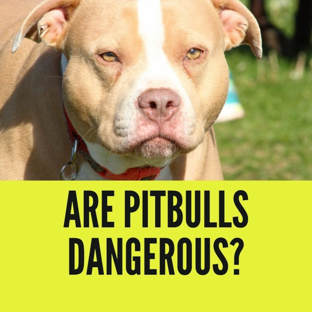 are pitbulls dangerous