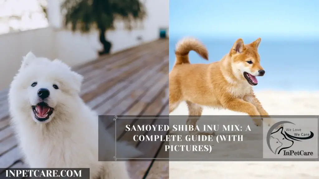Samoyed Shiba Inu Mix: A Complete Guide (With Pictures)