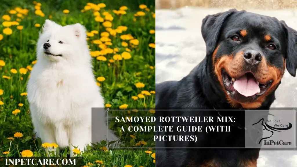 Samoyed Rottweiler Mix: A Complete Guide (With Pictures)