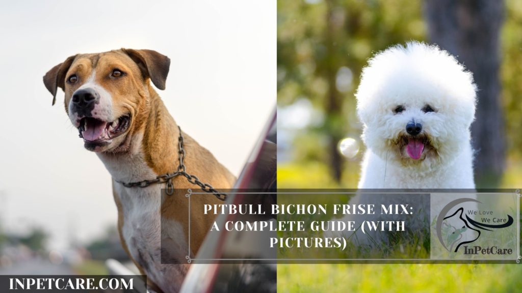 Pitbull Bichon Frise Mix: A Complete Guide (With Pictures)
