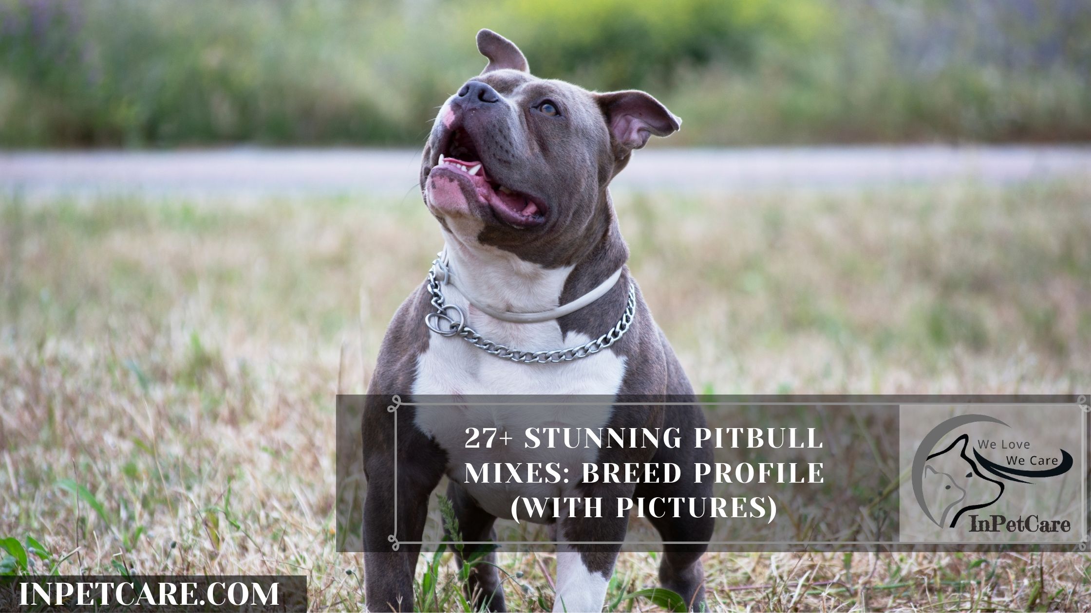 27+ Stunning Pitbull Mixes: Breed Profile (With Pictures)