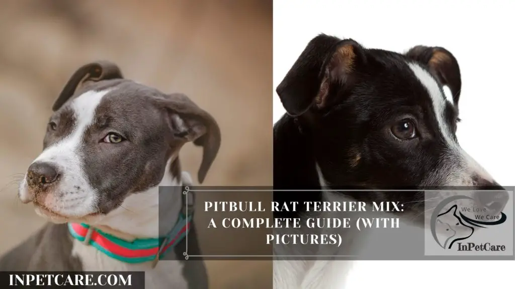 Pitbull Rat Terrier Mix: A Complete Guide (With Pictures)Pitbull Rat Terrier Mix: A Complete Guide (With Pictures)