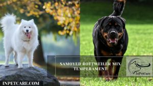 Samoyed Rottweiler Mix temprament