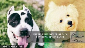 Pitbull Bichon Frise Mix Physical Appearance