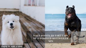 9 Key Points To Take Care Of A Samoyed Rottweiler Mix