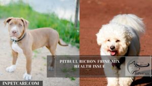 Pitbull Bichon Frise Mix Health Issue