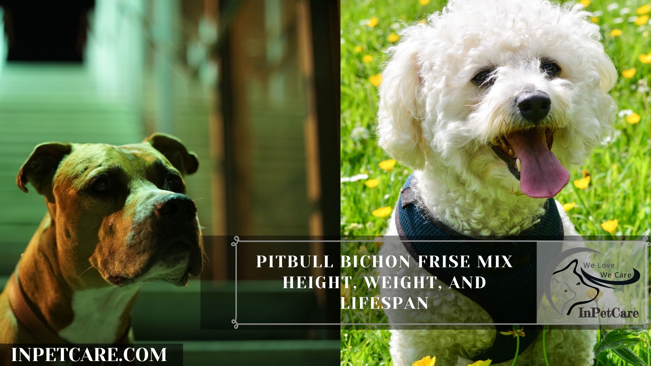 Pitbull Bichon Frise Mix Height, Weight, And Lifespan