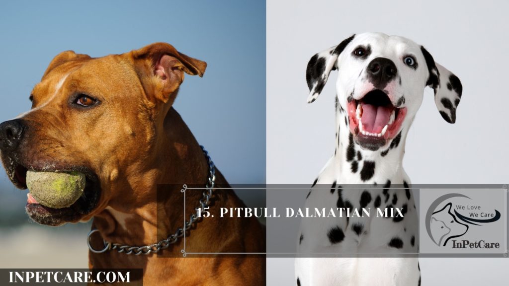 Pitbull Dalmatian Mix