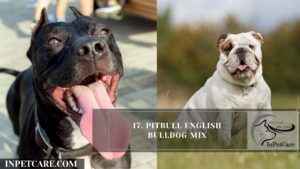 Pitbull English Bulldog Mix