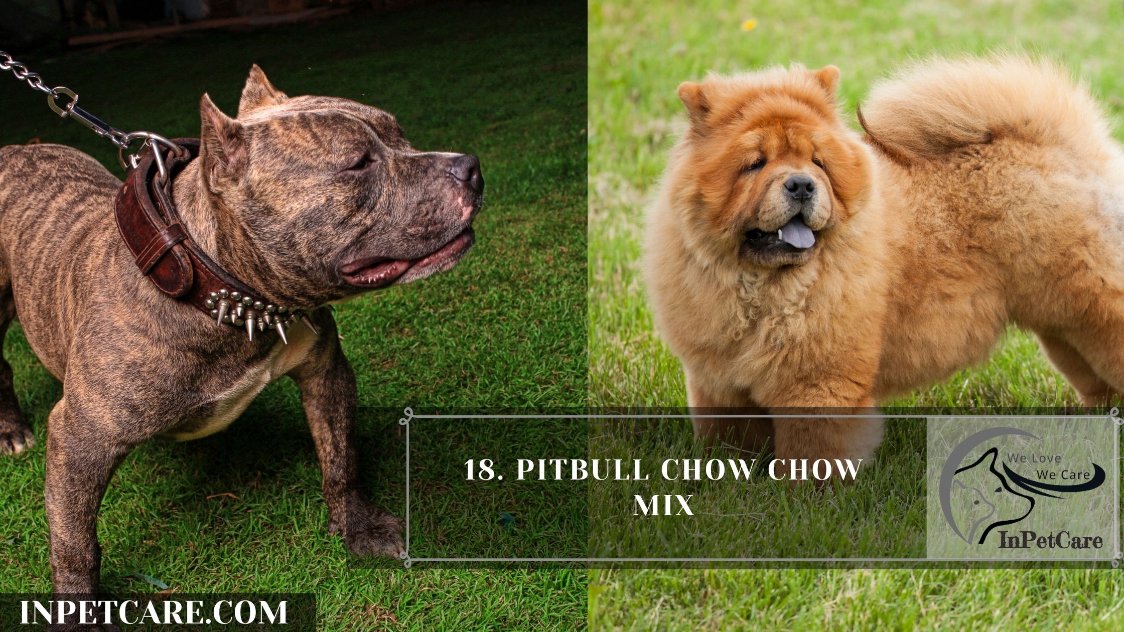 Rare Amazing The Pitbull Chow Chow Mix Explained - 3jygn1r
