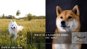 What Is A Samoyed Shiba Inu Mix?