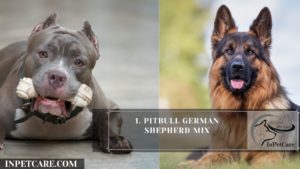 1. Pitbull German Shepherd Mix