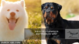 What Is A Samoyed Rottweiler Mix?