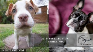 Pitbull Boston Terrier Mix
