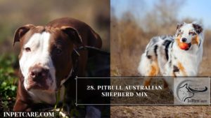 Pitbull Australian Shepherd Mix