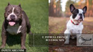 Pitbull French Bulldog Mix