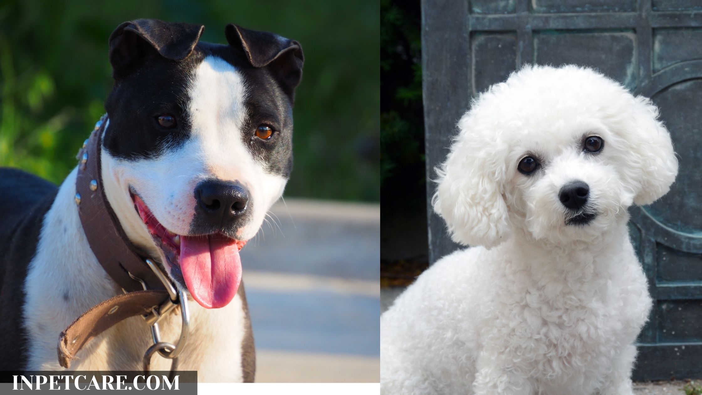 Pitbull Bichon Frise Mix: A Complete Guide (With Pictures)