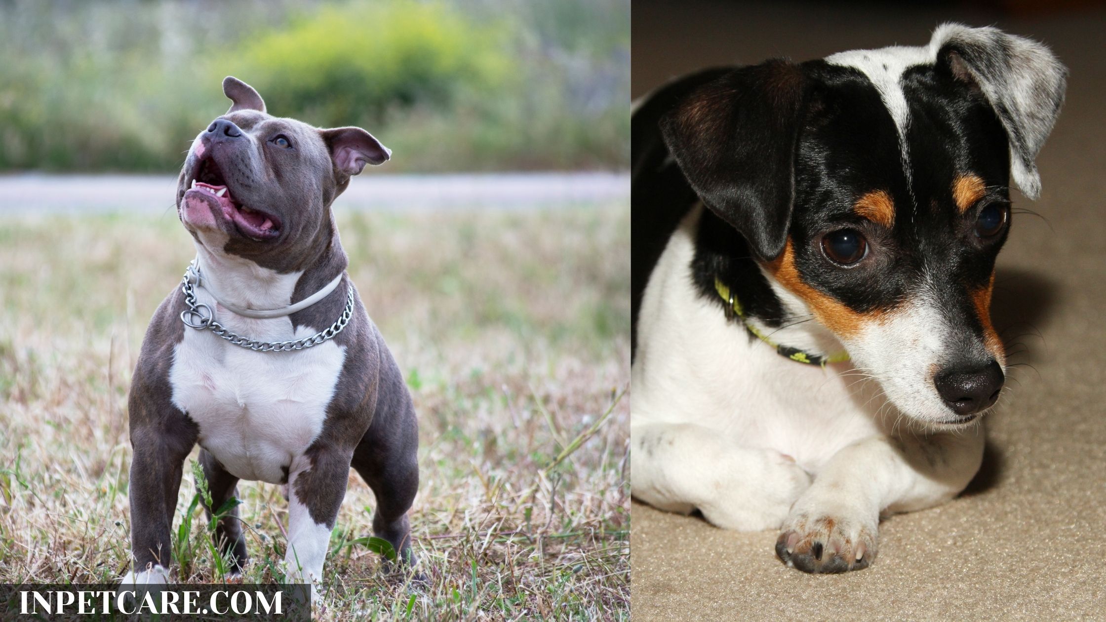 Pitbull Rat Terrier Mix: A Complete Guide (With Pictures)