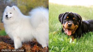 Samoyed Rottweiler Mix: A Complete Guide (With Pictures)