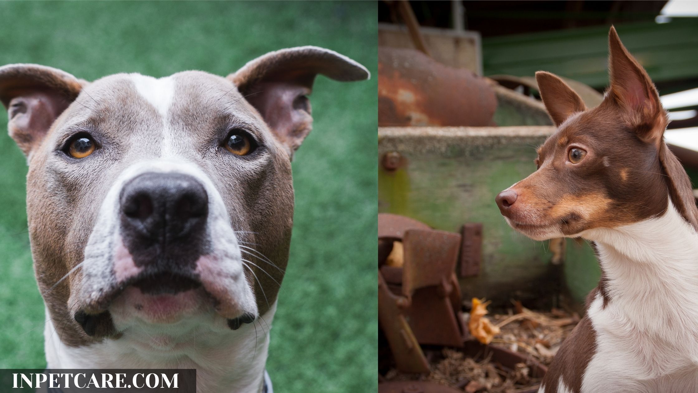 Pitbull Rat Terrier Mix: A Complete Guide (With Pictures)