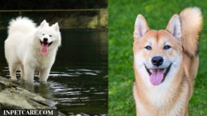 Samoyed Shiba Inu Mix: A Complete Guide (With Pictures)