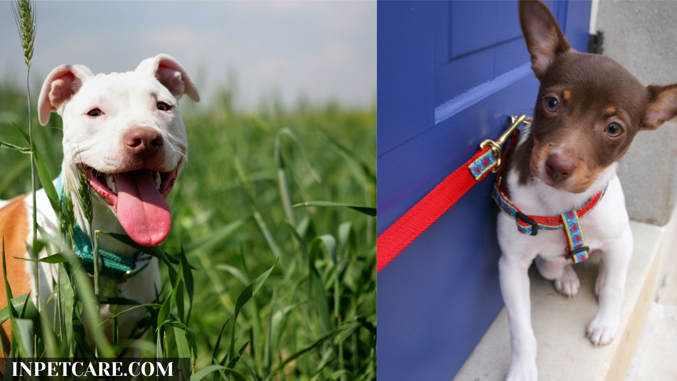 Pitbull Rat Terrier Mix: A Complete Guide (With Pictures)