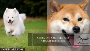Shiba Inu Samoyed Mix Characteristics
