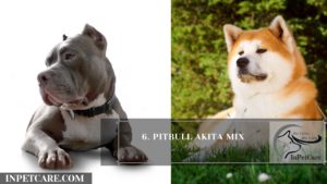 27+ Stunning Pitbull Mixes: Breed Profile (With Pictures)
