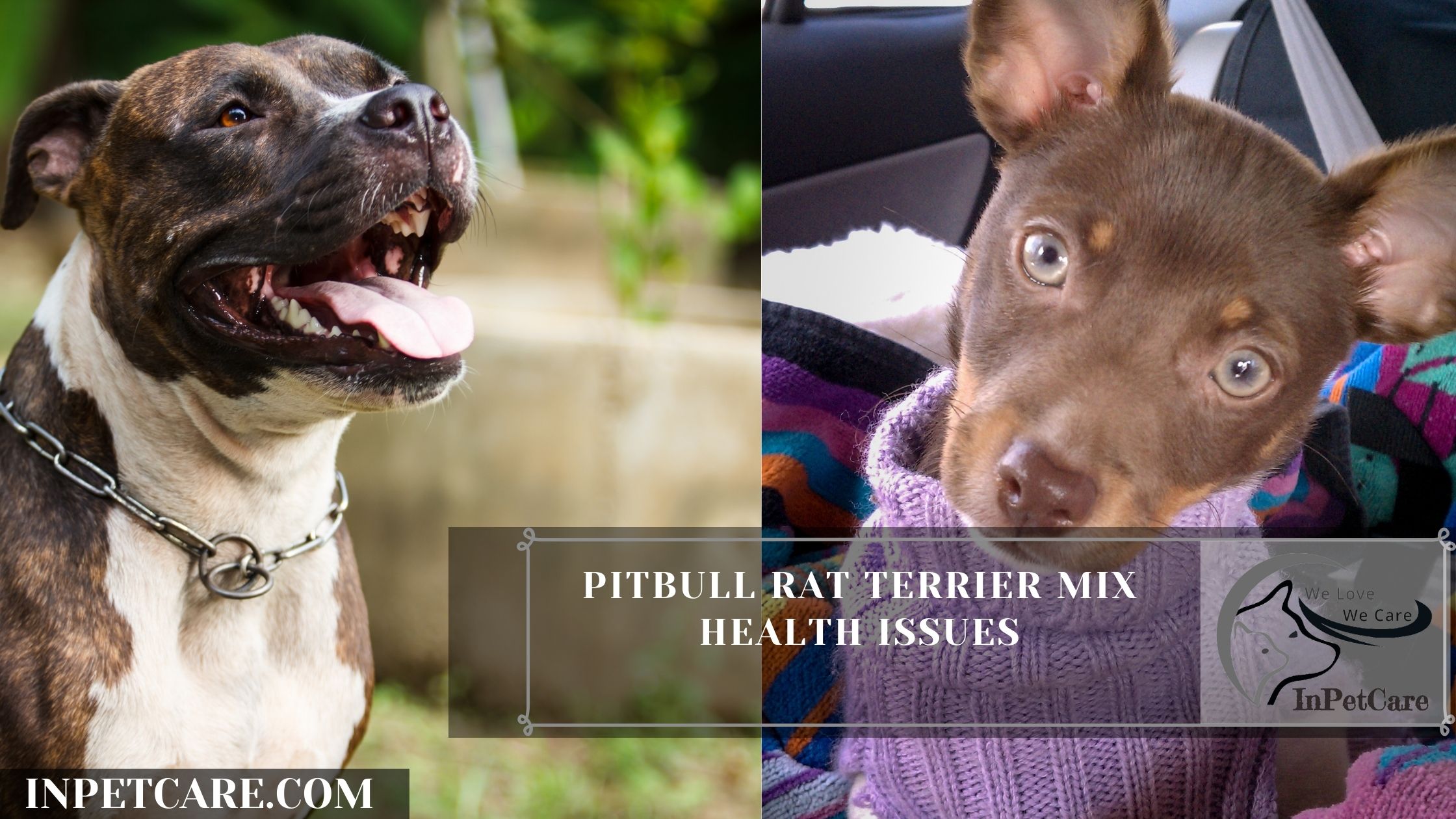 Pitbull Rat Terrier Mix Health Issues