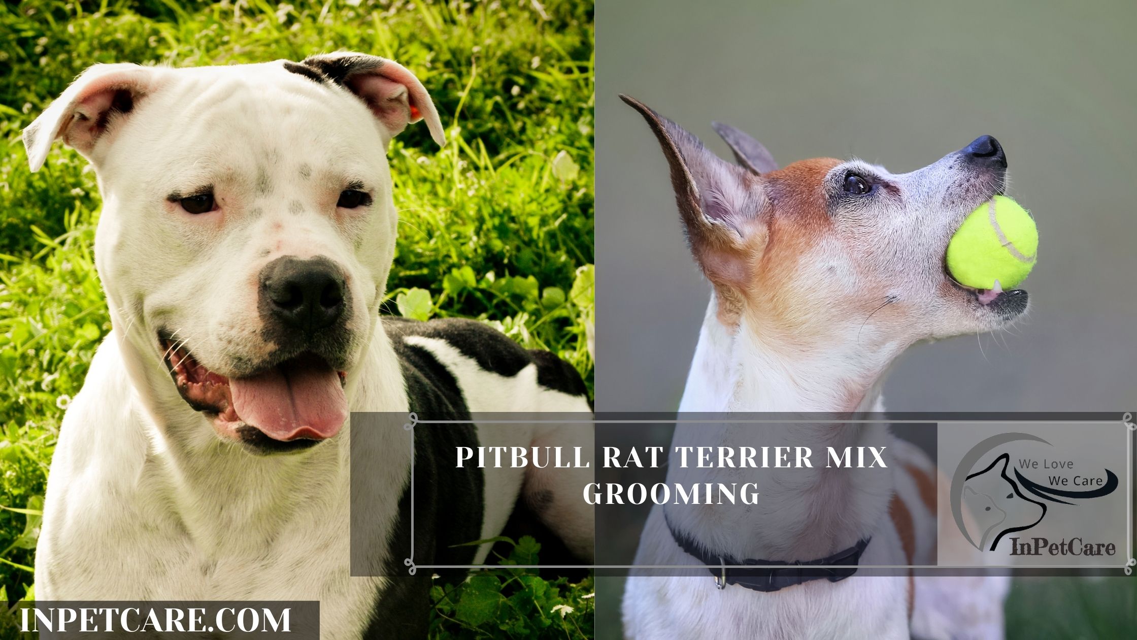 Pitbull Rat Terrier Mix Grooming